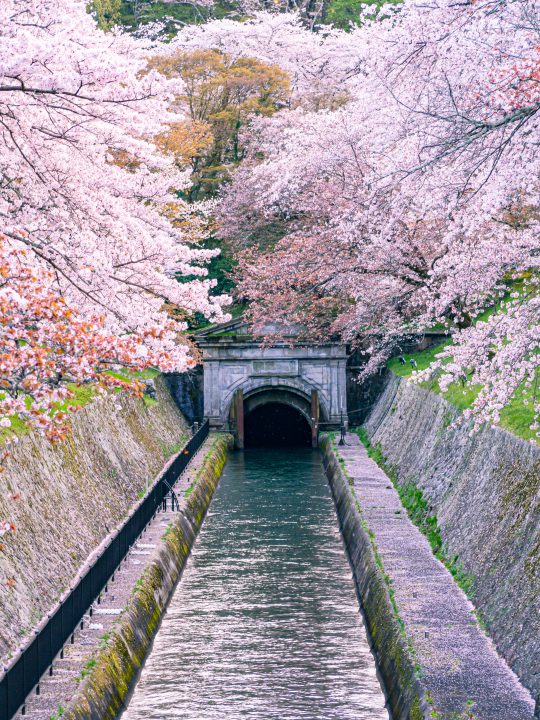 琵琶湖疏水の春