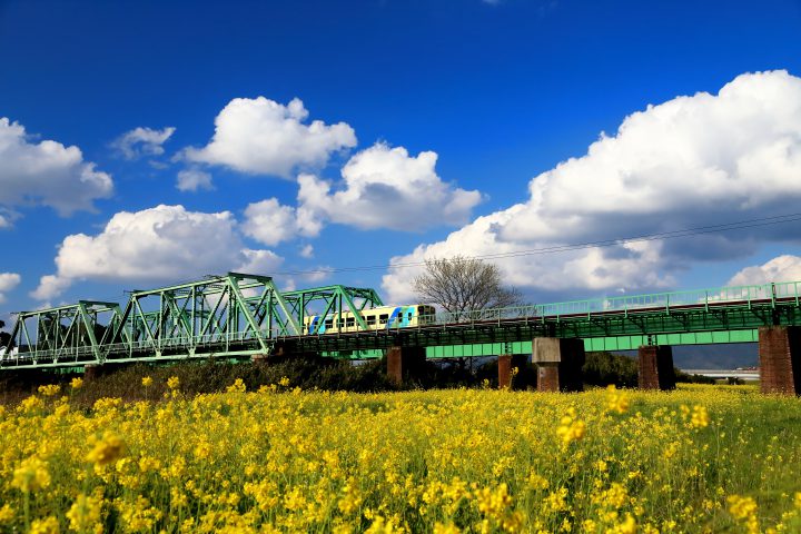 嘉麻川橋梁（かまがわきょうりょう）と菜の花