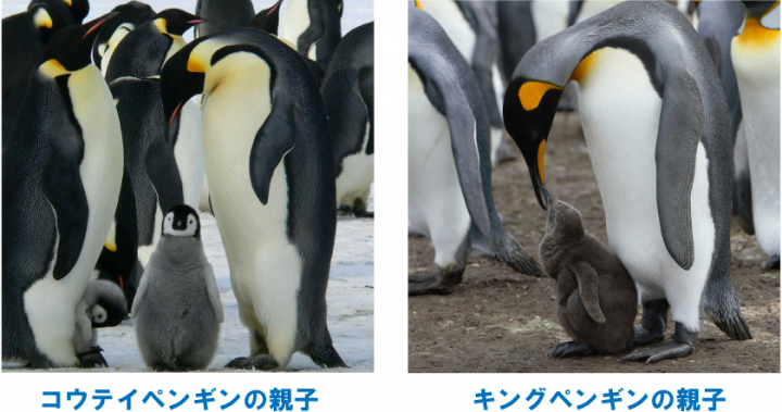 コウテイペンギンとキングペンギンの親子の写真