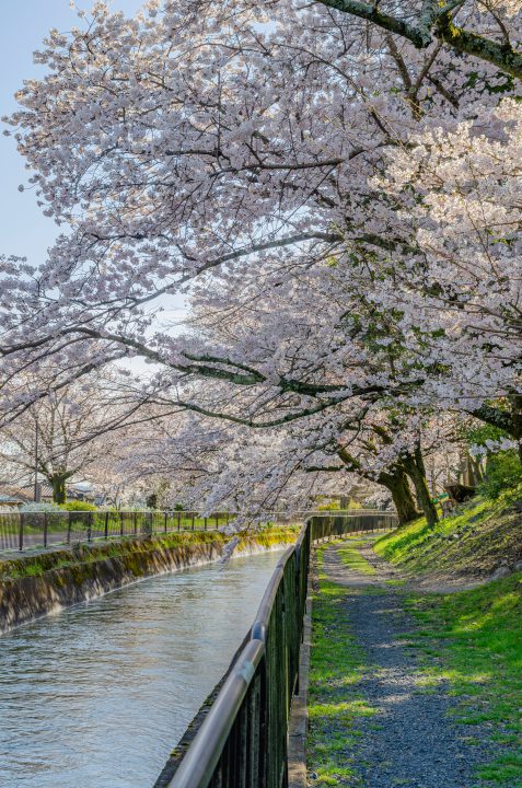 山科疏水の桜