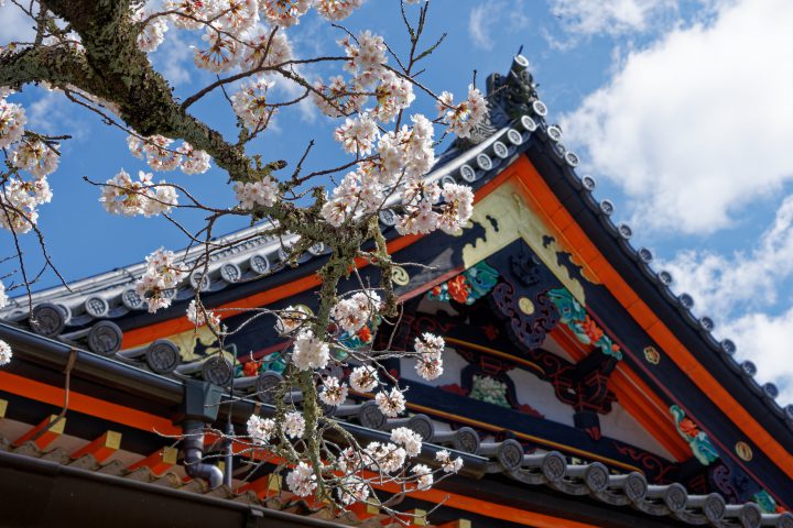 毘沙門堂の桜